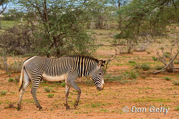 Grevy's Zebra