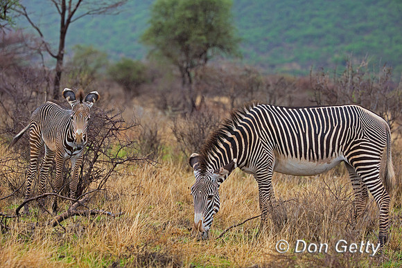 Grevy's Zebra