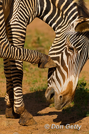 Grevy's Zebra