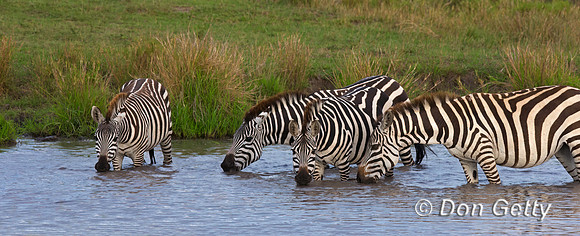 Plains Zebra