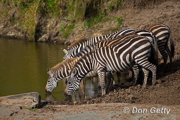 Plains Zebra