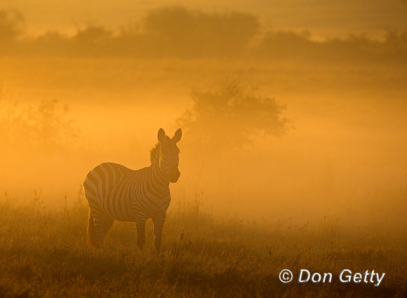 Plains Zebra