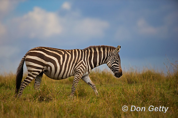 Plains Zebra
