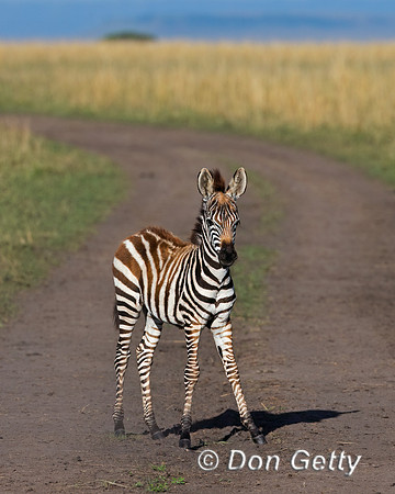 Plains Zebra
