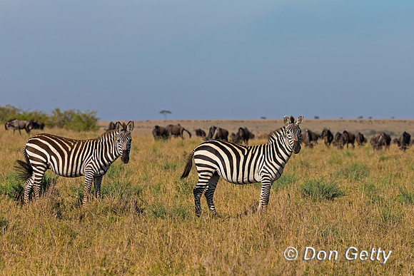 Plains Zebra