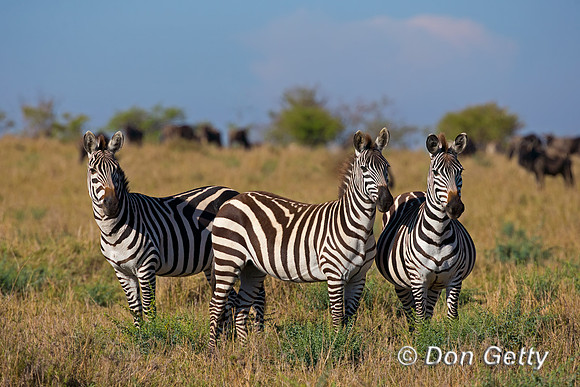 Plains Zebra