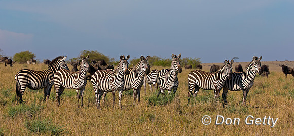 Plains Zebra