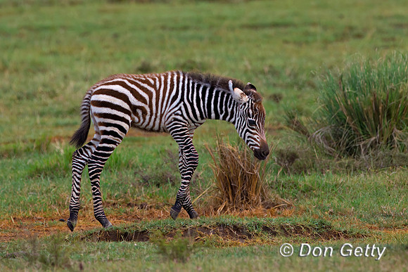 Plains Zebra