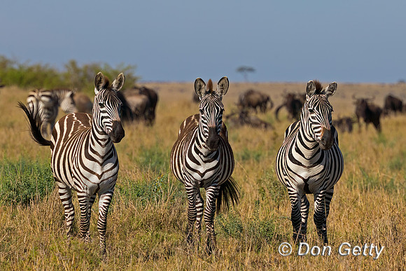 Plains Zebra
