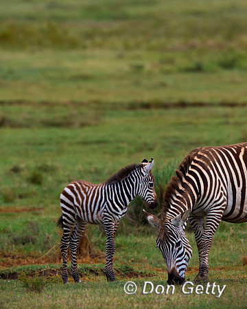Plains Zebra
