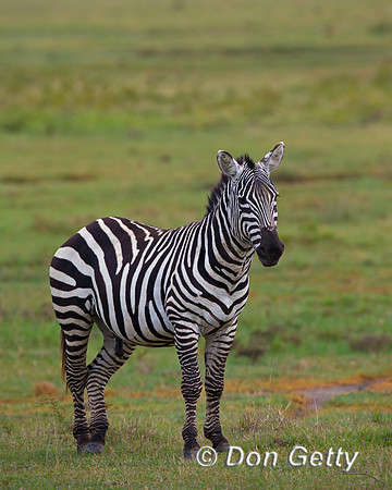 Plains Zebra