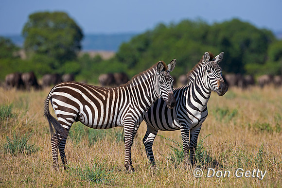 Plains Zebra