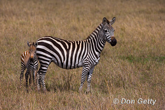 Plains Zebra