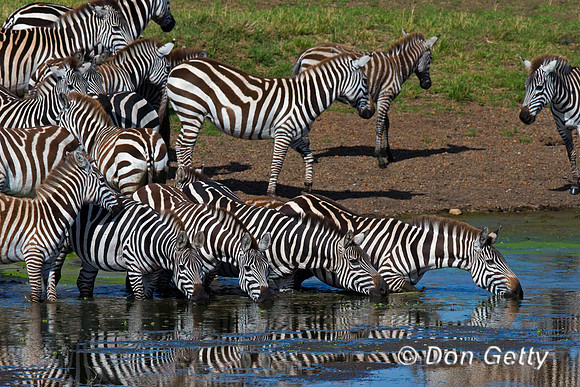 Plains Zebra