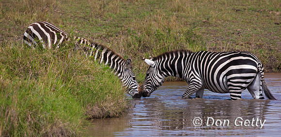 Plains Zebra
