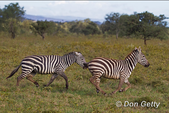 Plains Zebra