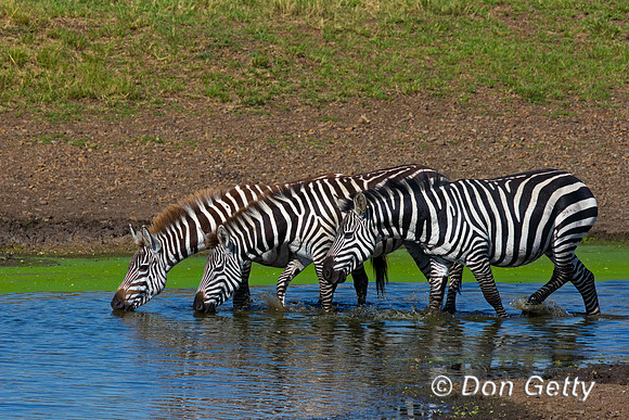 Plains Zebra