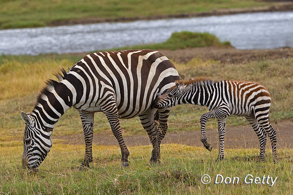 Plains Zebra
