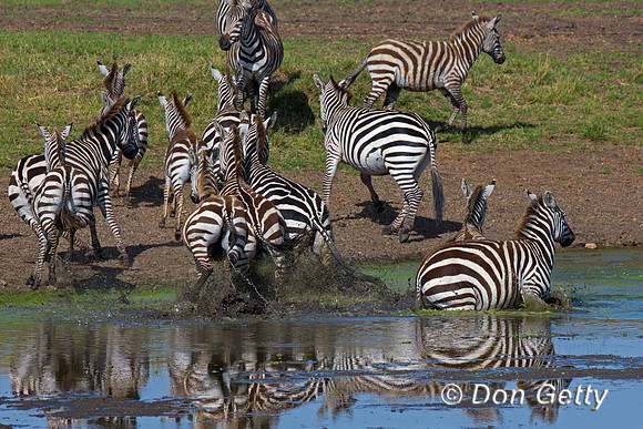 Plains Zebra