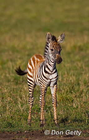 Plains Zebra