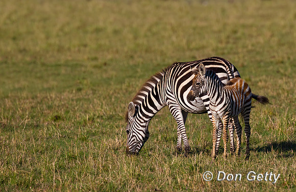 Plains Zebra