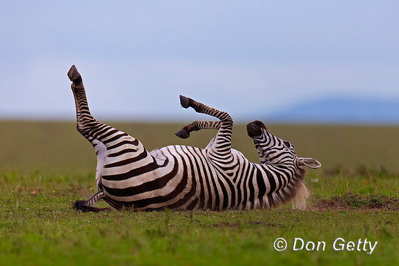 Plains Zebra