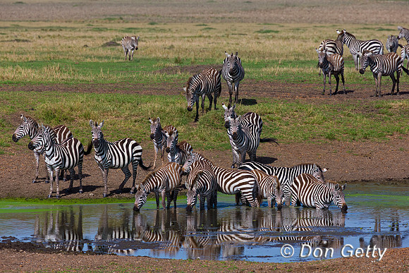 Plains Zebra
