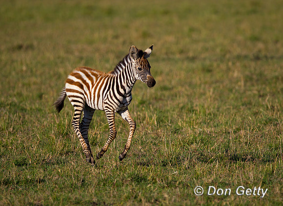 Plains Zebra