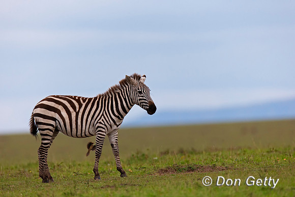 Plains Zebra