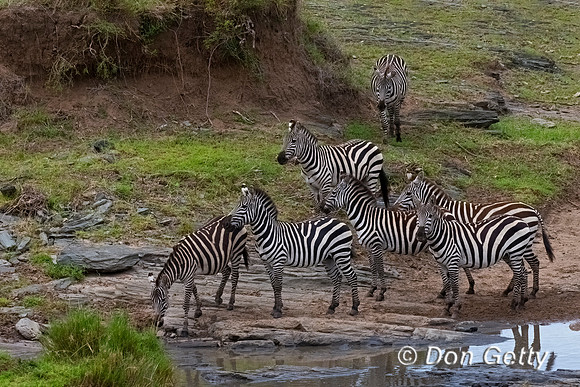 Plains Zebra