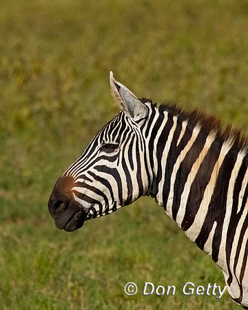 Plains Zebra