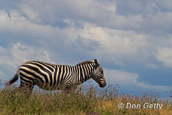 Plains Zebra