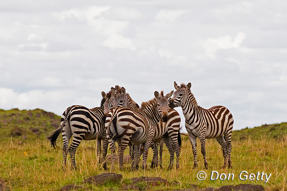 Plains Zebra