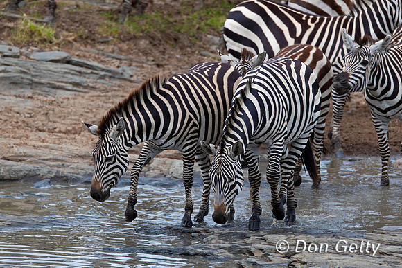 Plains Zebra
