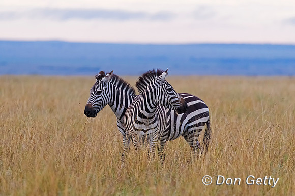 Plains Zebra
