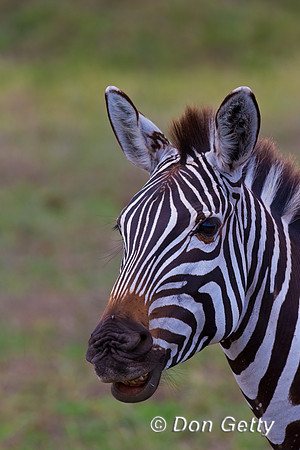 Plains Zebra
