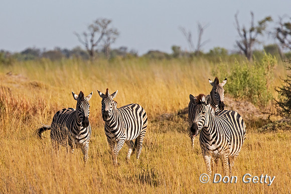 Plains Zebra