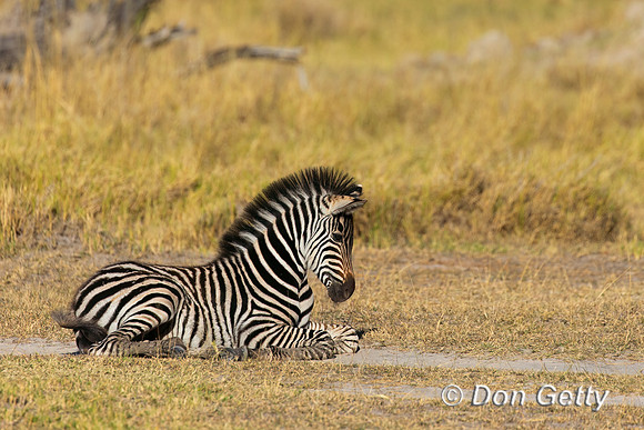 Plains Zebra