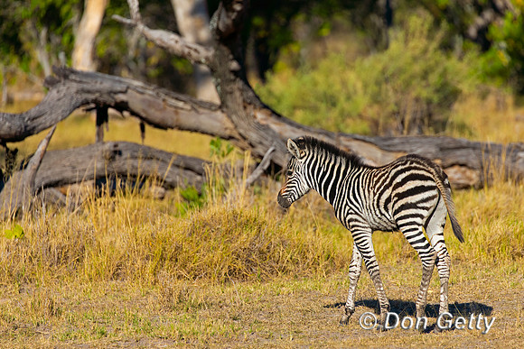 Plains Zebra