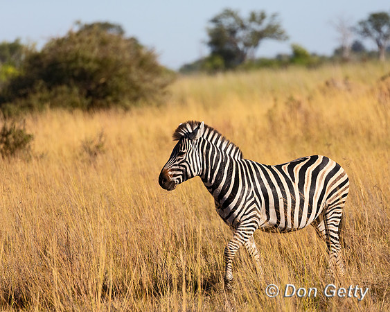 Plains Zebra