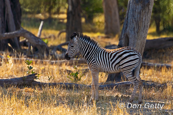 Plains Zebra