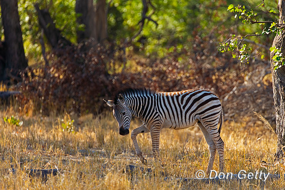 Plains Zebra