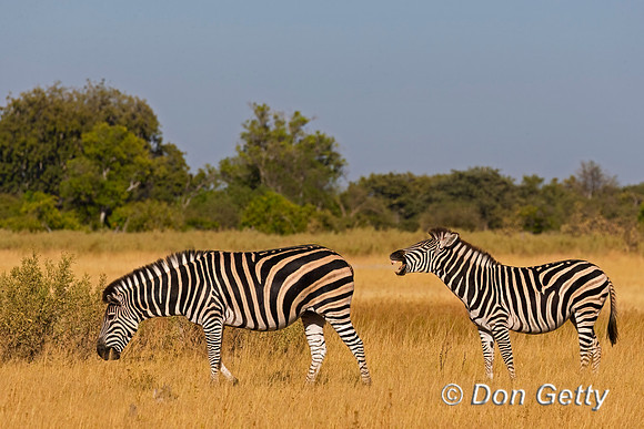 Plains Zebra
