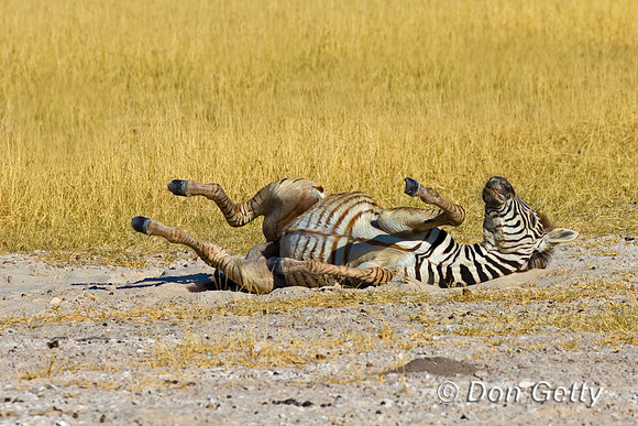 Plains Zebra