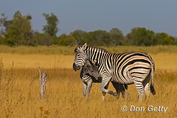 Plains Zebra