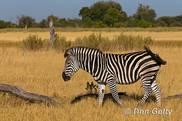 Plains Zebra