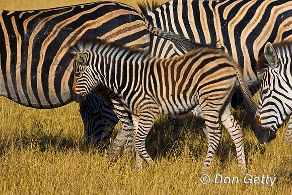 Plains Zebra