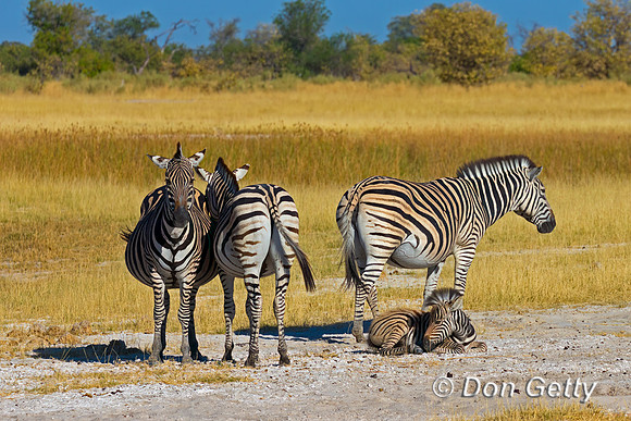 Plains Zebra