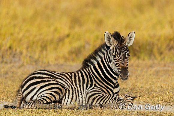 Plains Zebra
