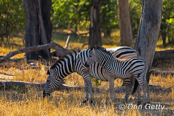 Plains Zebra